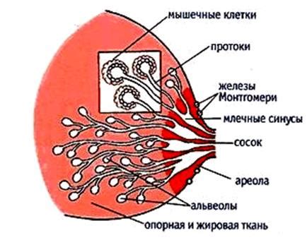 Функции внеклеточной жидкости левой молочной железы