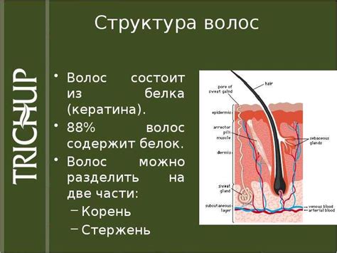 Функции волос