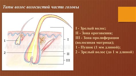 Функции волос на теле