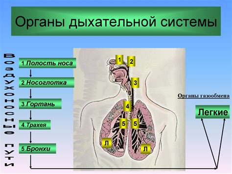 Функции дыхательной системы и ее значение для жизни человека