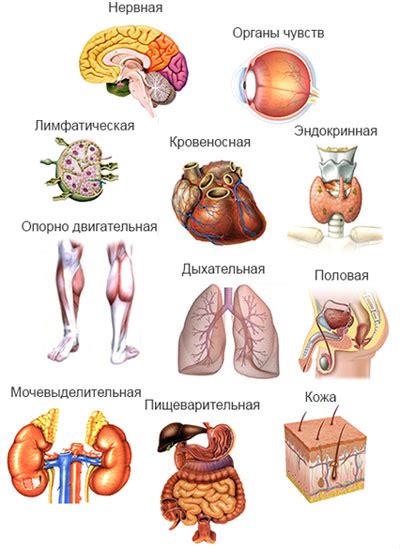 Функции желтого тела в организме