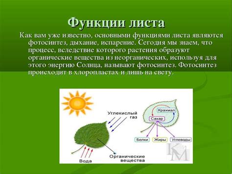 Функции зеленого листа в растительном организме