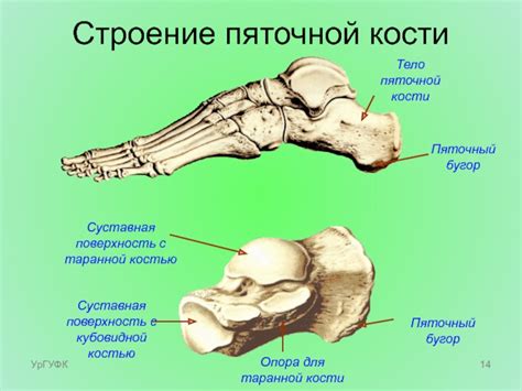 Функции и важность таранной кости для организма