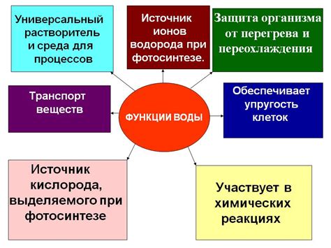 Функции и роль 