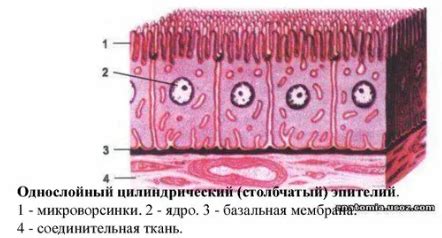 Функции и роль фолликулярной эпителии в организме