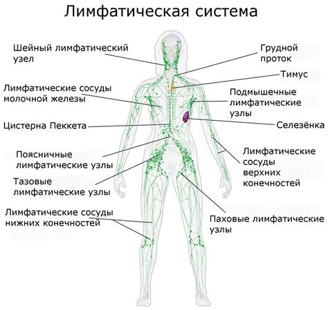 Функции и структура мезентериальных лимфоузлов