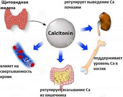 Функции кальцитонина у женщин