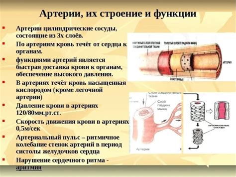 Функции коллатеральной артерии