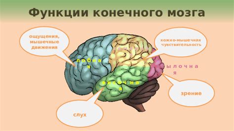 Функции конечного мозга