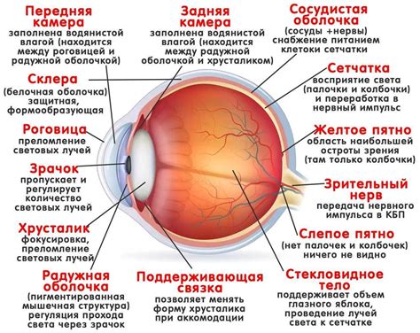 Функции левого глаза у человека