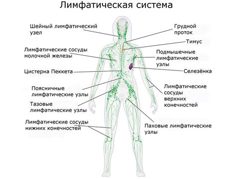 Функции лимфоузла бугристого