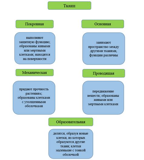 Функции меристемной ткани