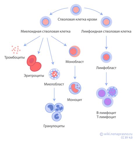 Функции миелоцитов