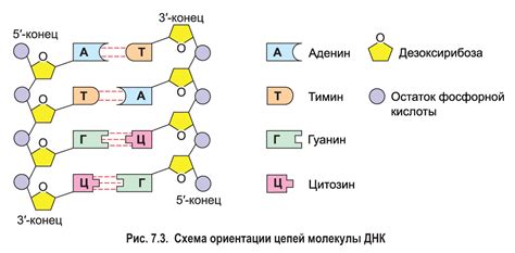 Функции молекул ДНК