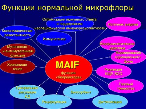 Функции нормальной флоры кокков