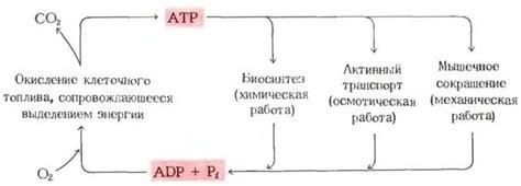 Функции ооцита АТР и его значение для организма