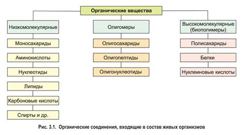 Функции органических кислот