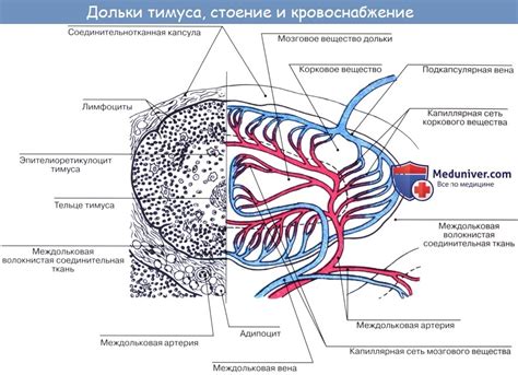 Функции остаточной ткани тимуса