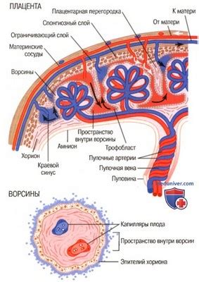 Функции плаценты и ее роль в развитии эмбриона