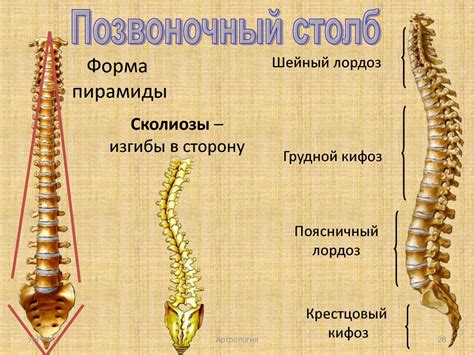 Функции позвонка