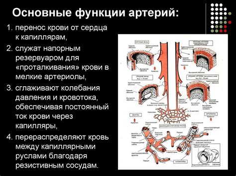 Функции позвоночных артерий