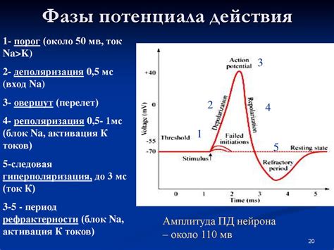 Функции потенциала действия