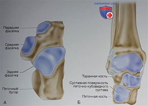 Функции пяточной кости и ее участие в движении