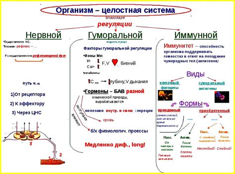 Функции сегментарного строения в регуляции внутренних процессов