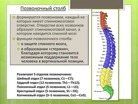 Функции смежных позвонков