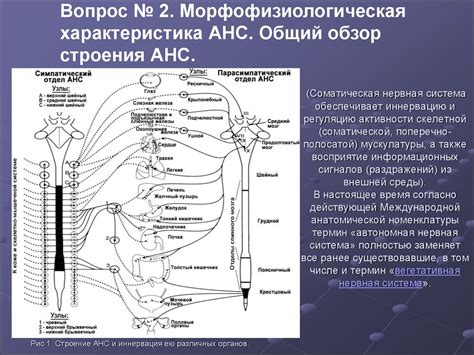 Функции соматической эфферентной иннервации