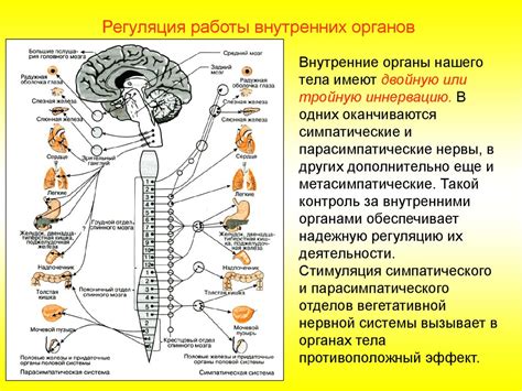 Функции спинного мозга в организме