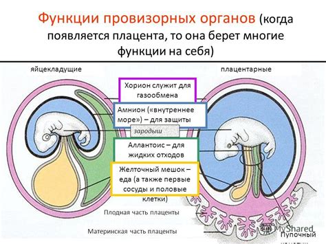 Функции хориона в организме