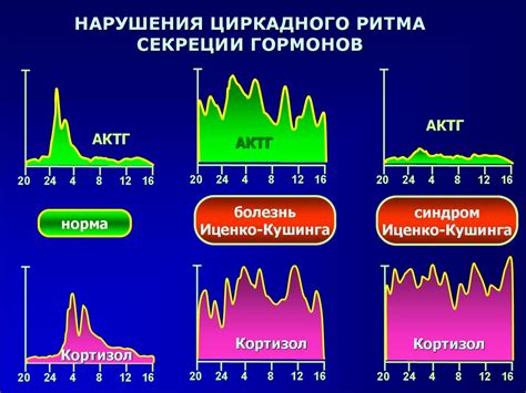 Функции циркадного ритма в организме