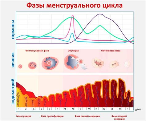 Функции эндометрия второй фазы