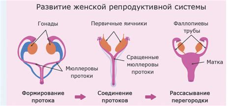 Функции эндометрия и его роль в репродуктивной системе