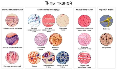 Функции эпителия в женском организме