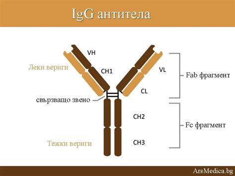 Функции IgG