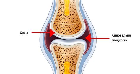 Функционирование синовиальных суставов: как работает суставная жидкость