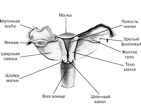 Функция лейкоцитов цервикального канала: