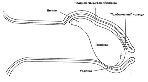 Характеристика отошла крайняя плоть: прочие сведения и генезис