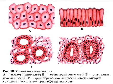 Характеристики ацетобелого эпителия