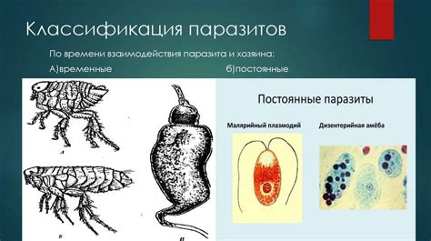 Характеристики взаимодействия паразитов и хозяина