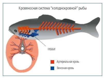 Характеристики холоднокровной рыбы