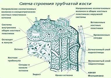 Характерные особенности костной структуры