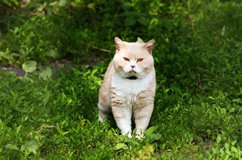 Холеный кот: обозначение и уход