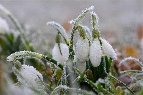 Холод и заморозки