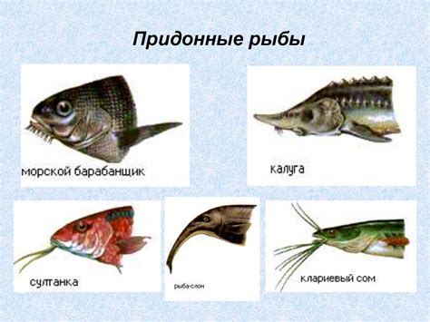 Хордовые рыбы - основные характеристики