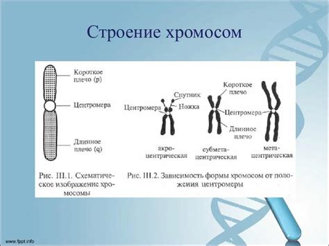 Хромосома Y: суть и функции