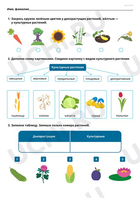 Цветовые предпочтения и культурные различия