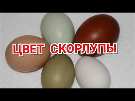 Цвет скорлупы: что он говорит о яйце